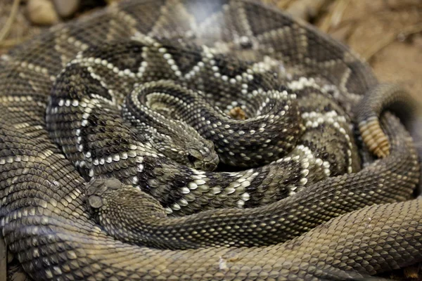 Serpente a sonagli arrotolato — Foto Stock