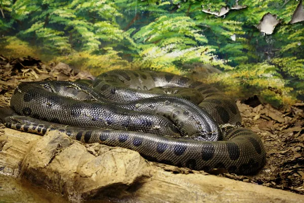 Anaconda cobra enrolada — Fotografia de Stock