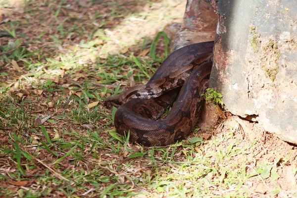 Anaconda cobra enrolada — Fotografia de Stock