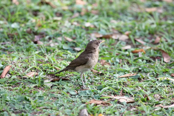 Bird walking on the grass — Stock Photo, Image