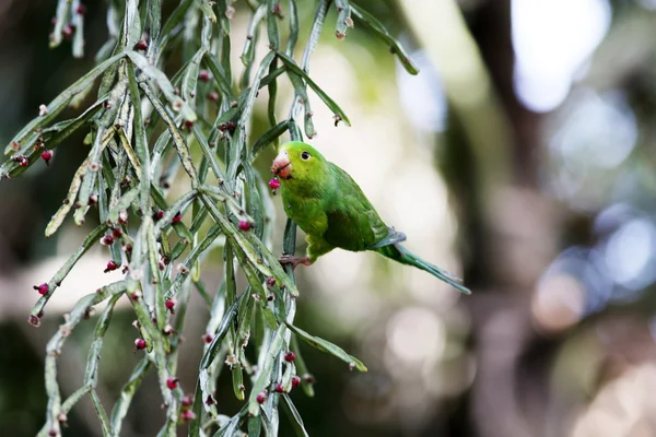 Meyve yemek yeşil muhabbet kuşu — Stok fotoğraf