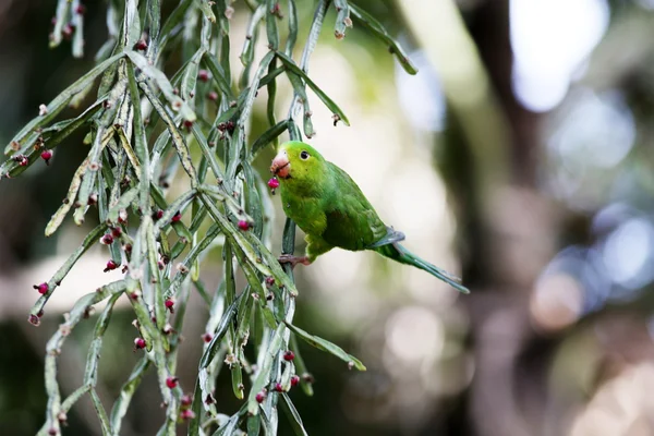 Periquito verde comendo frutas — Fotografia de Stock