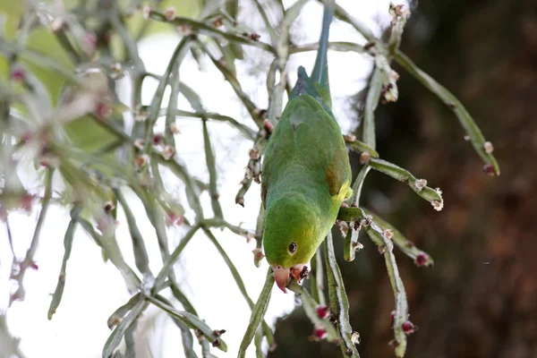 Periquito verde comendo frutas — Fotografia de Stock