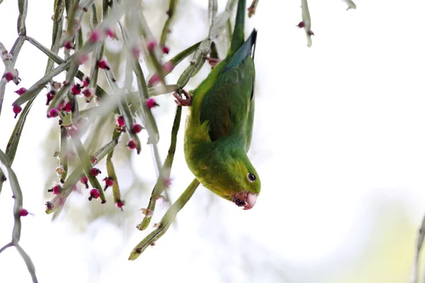 Green parakeet eating fruit — Stock Photo, Image