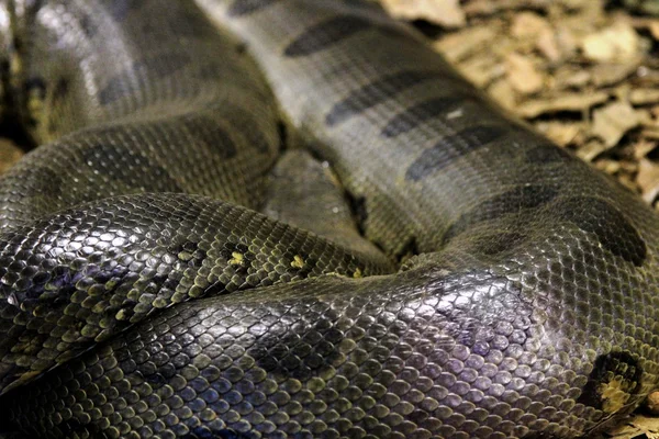 Anaconda cobra enrolada — Fotografia de Stock