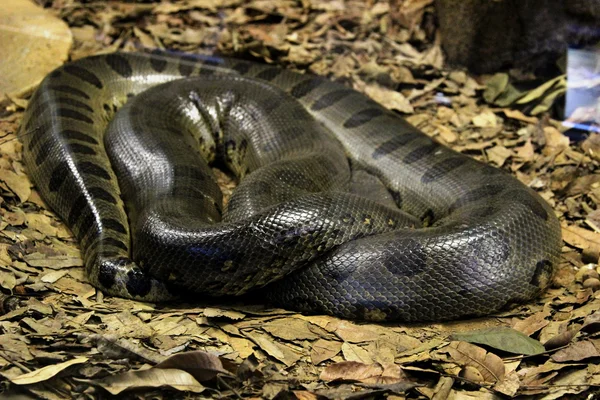 Anaconda serpiente en espiral — Foto de Stock