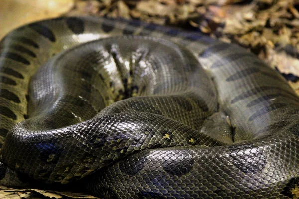 Zwinięty wąż Anakonda — Zdjęcie stockowe