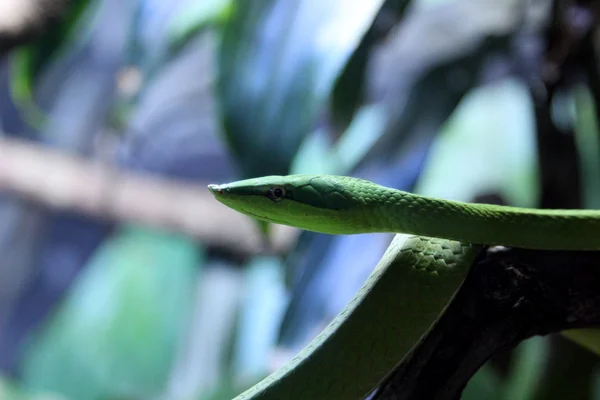 Boiubu — стоковое фото