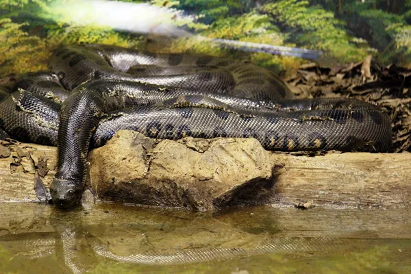 Anaconda kígyó feltekert Stock Kép