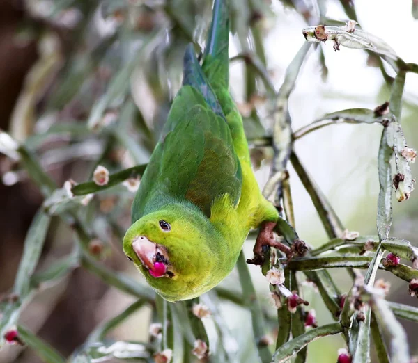 Meyve yemek yeşil muhabbet kuşu — Stok fotoğraf