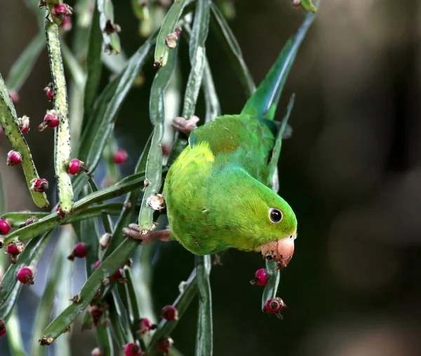 Green parakeet eating fruit — Stock Photo, Image