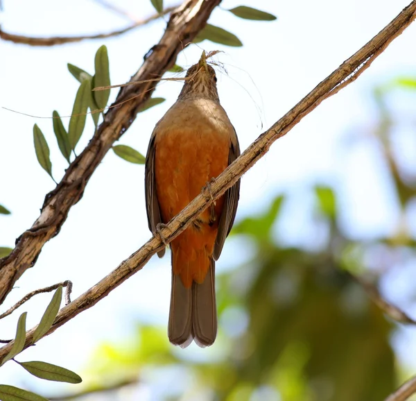 Rufous 배 아구창 — 스톡 사진