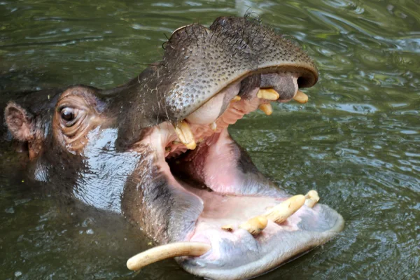 Hippopotamus з відкритим ротом — стокове фото