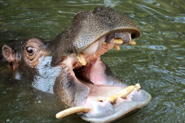 Hippopotamus with mouth open — Stock Photo, Image