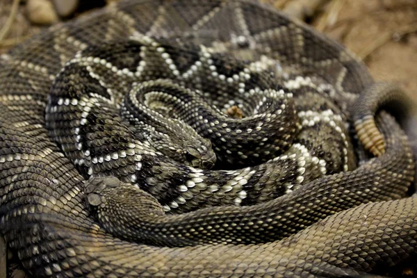 Rattlesnakes coiled — Stock Photo, Image