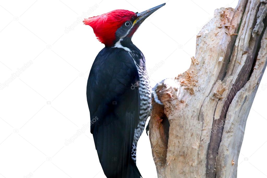 Pictures : large woodpeckers | Pileated Woodpecker — Stock Photo