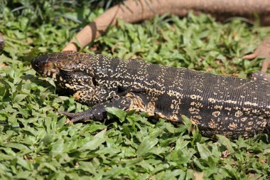 Tegu