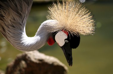 Vinç yakın çekim taç