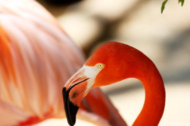 Flamingo, yakın çekim
