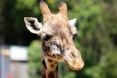 Zürafa yakın plan.