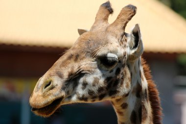 Zürafa yakın plan.