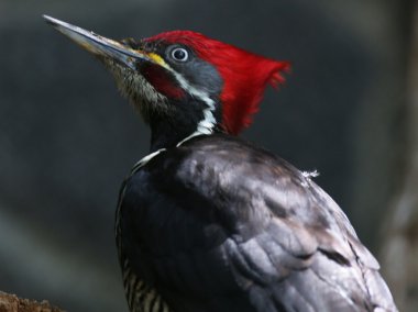 Woodpecker red head clipart