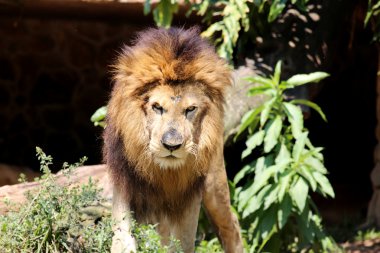 Aslan