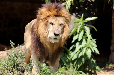 Aslan