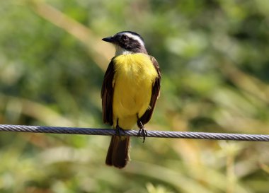 Pitangus sulphuratus
