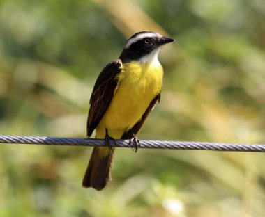 Pitangus sulphuratus