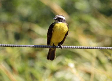 Pitangus sulphuratus