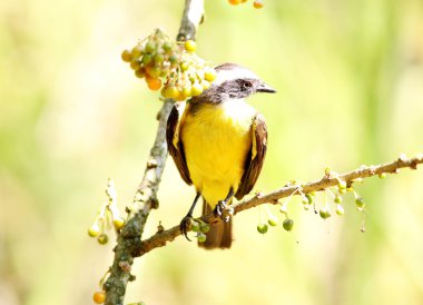 Pitangus sulphuratus