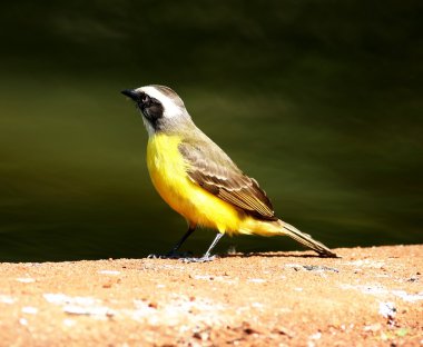 Pitangus sulphuratus