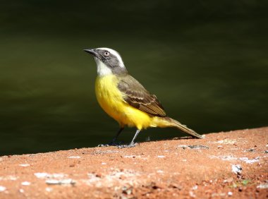 Pitangus sulphuratus