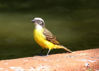 Pitangus sulphuratus