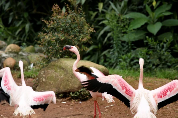 Flamingos — Fotografia de Stock