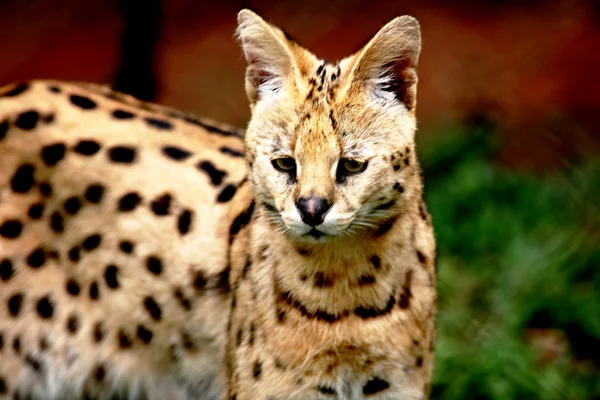 Serval — Stok fotoğraf
