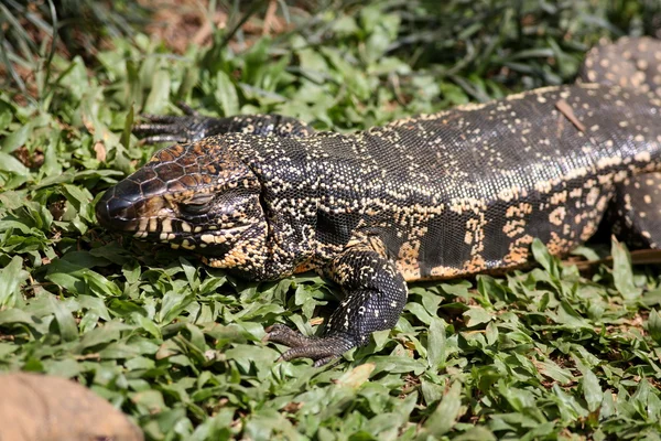 Tegu. — Fotografia de Stock