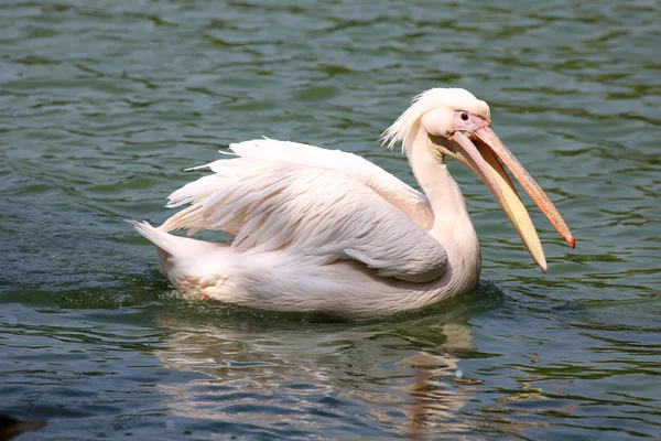 Pelícano nadando en lago — Foto de Stock