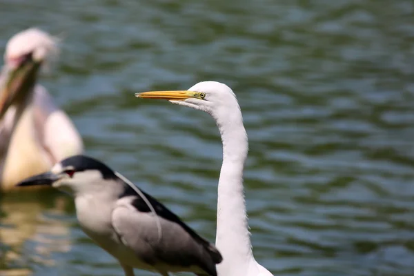 Vita heron i närbild — Stockfoto