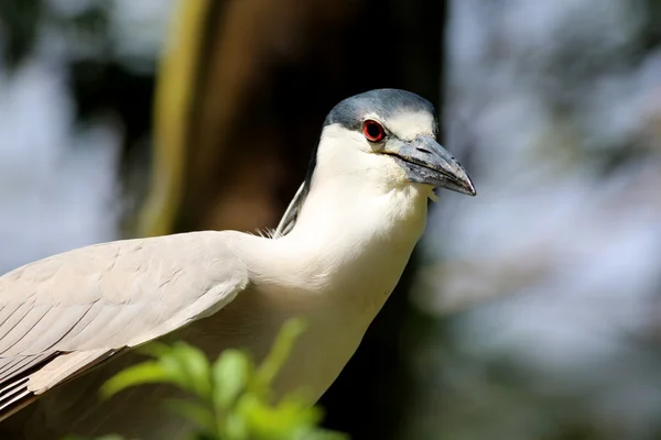 Black-crowned Night Heron — Stock Photo, Image