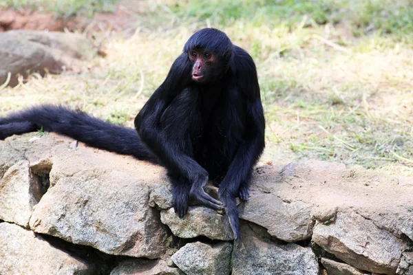 Macaco-aranha à beira do lago — Fotografia de Stock