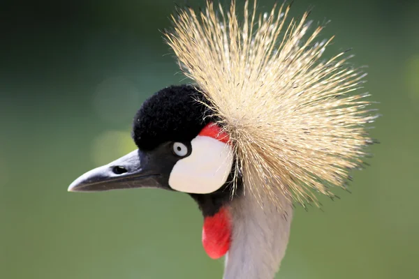 Crowned crane close-up — Stock Photo, Image