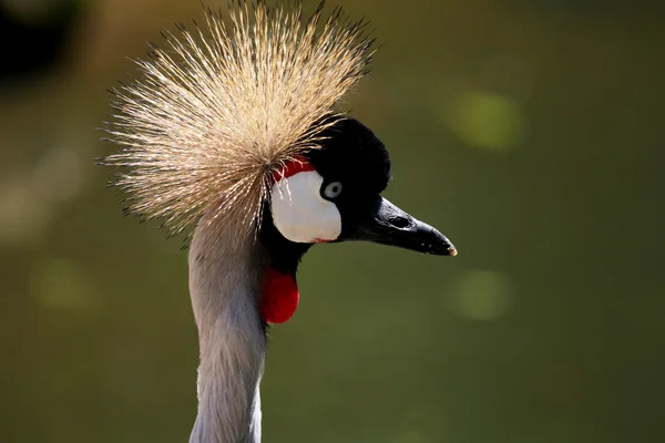Crowned crane close-up — Stock Photo, Image