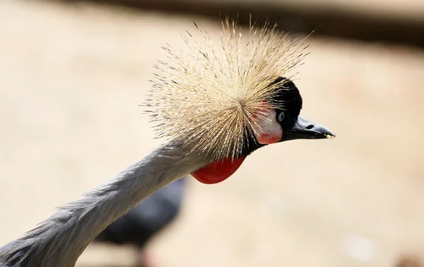 Crowned crane close-up — Stock Photo, Image