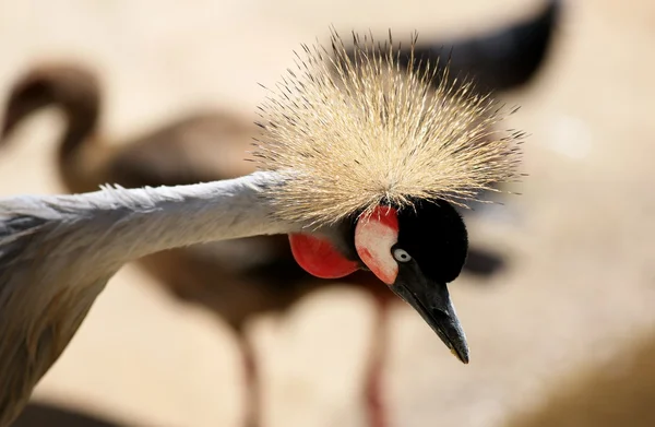 Crowned crane close-up — Stock Photo, Image