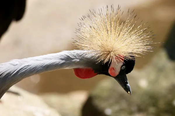 Crowned crane close-up — Stock Photo, Image