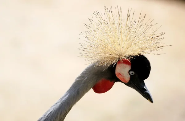 Crowned crane close-up — Stock Photo, Image