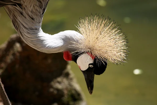 Crowned crane close-up — Stock Photo, Image