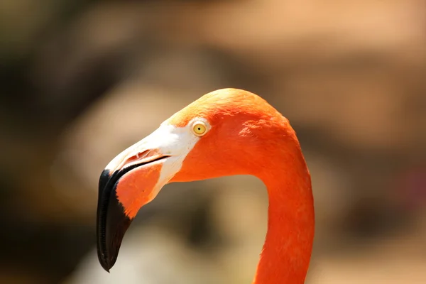 Flamingo i närbild — Stockfoto